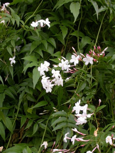 Jasminum officinale