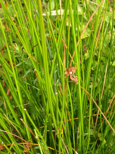 Juncus effusus