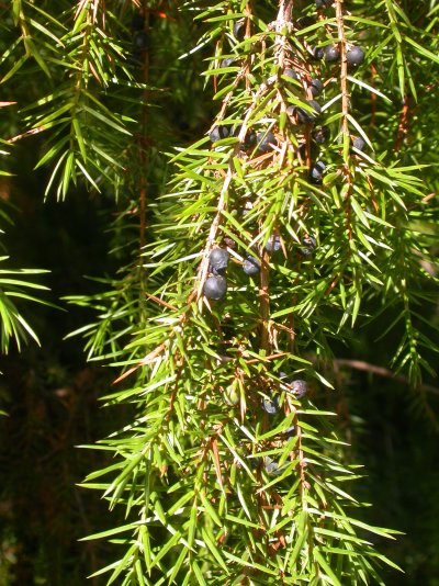 Juniperus communis