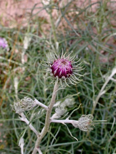 Jurinea cyanoides