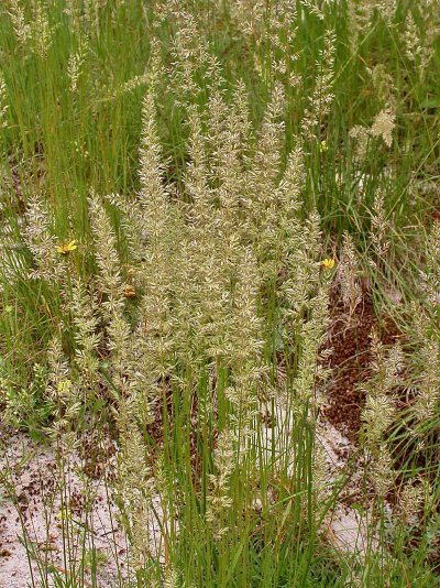 Koeleria macrantha