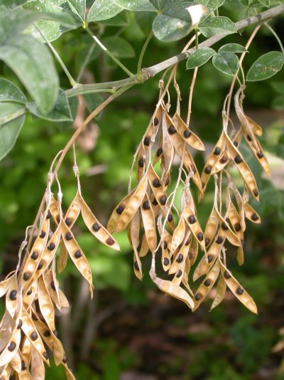 Laburnum anagyroides