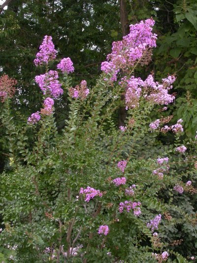 Lagerstroemia indica