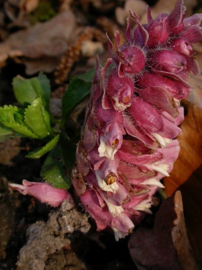 Lathraea squamaria Lathraea squamaria