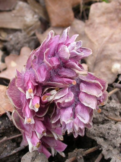 Lathraea squamaria Lathraea squamaria