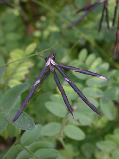 Lathyrus niger