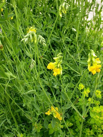 Lathyrus pratensis