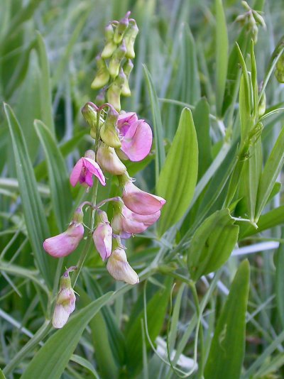Lathyrus sylvestris