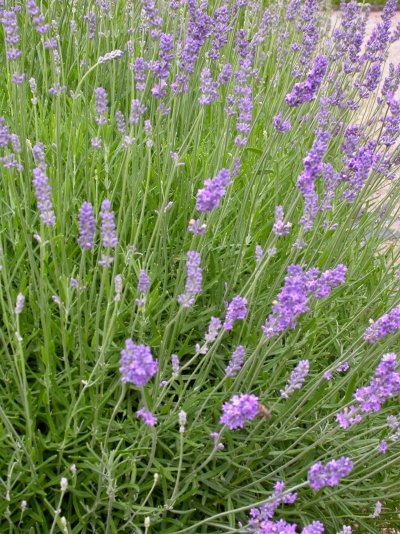 Lavandula angustifolia