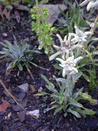 Leontopodium alpinum Leontopodium alpinum