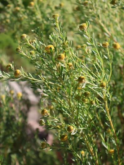 Leucadendron linifolium