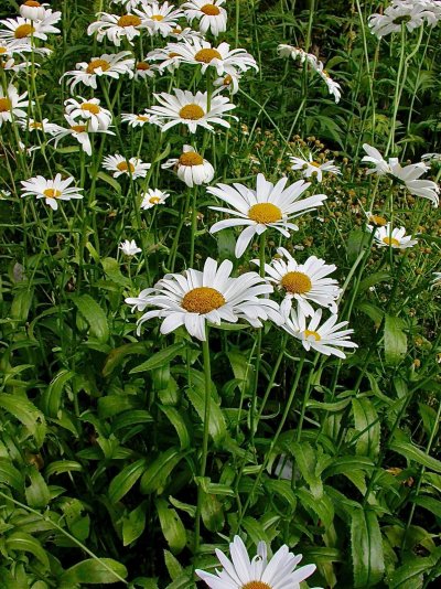 Leucanthemum maximum