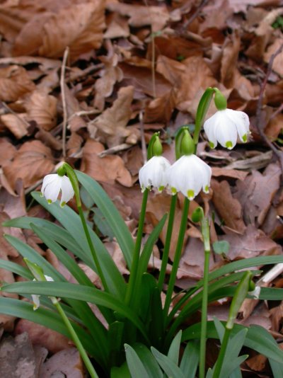 Leucojum vernum Leucojum vernum
