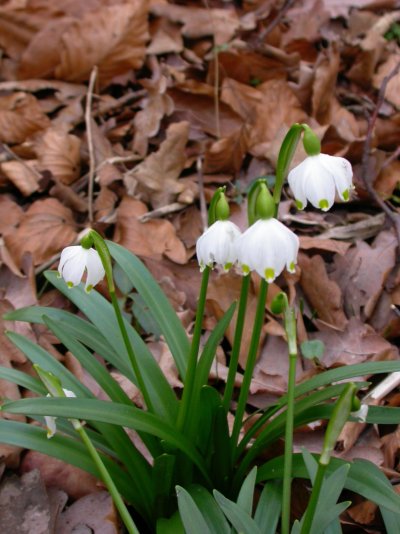 Leucojum vernum