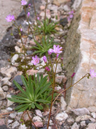 Lewisia columbiana