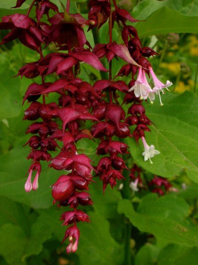 Leycesteria formosa Leycesteria formosa