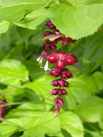 Leycesteria formosa