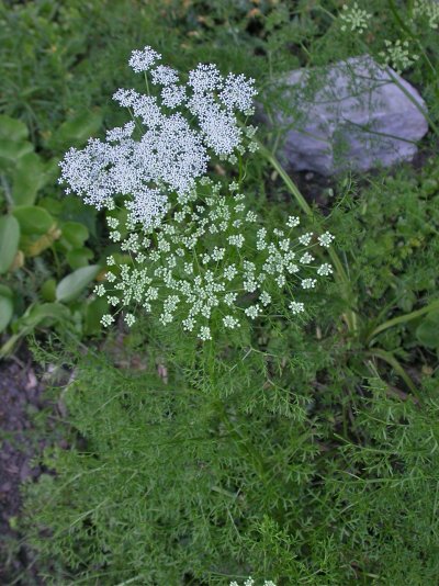 Ligusticum lucidum