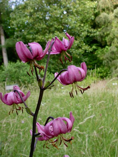 Lilium martagon