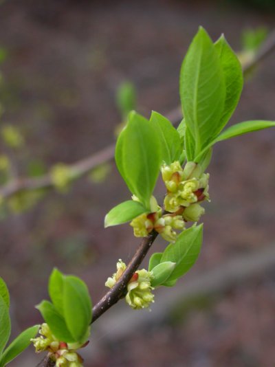 Lindera benzoin