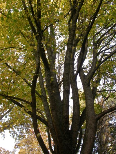 Liquidambar styraciflua