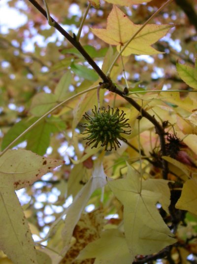 Liquidambar styraciflua