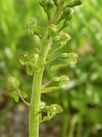 Listera ovata - Blütte