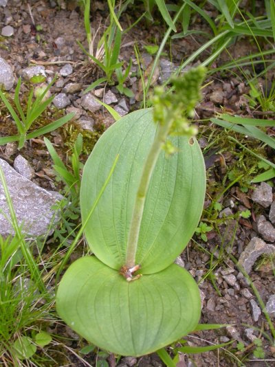 Listera ovata