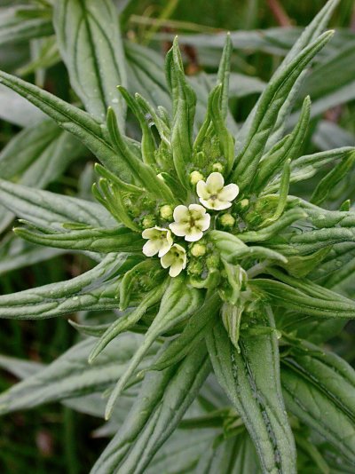 Lithospermum officinale