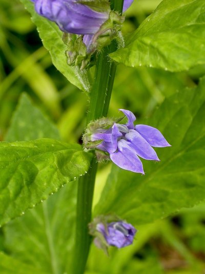 Lobelia siphilitica