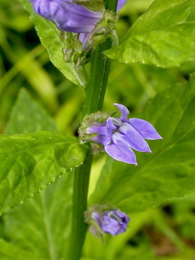 Lobelia siphilitica