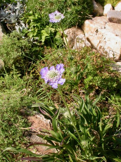 Lomelosia caucasica (= Scabiosa caucasica)