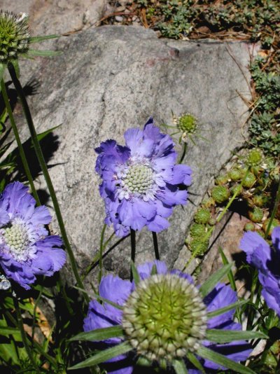 Lomelosia caucasica (= Scabiosa caucasica)