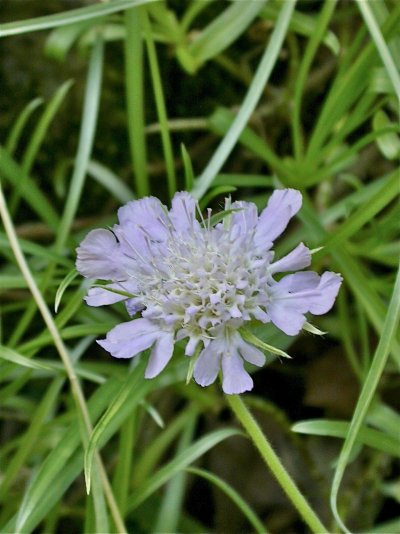 Lomelosia graminifolia (= Scabiosa graminifolia)