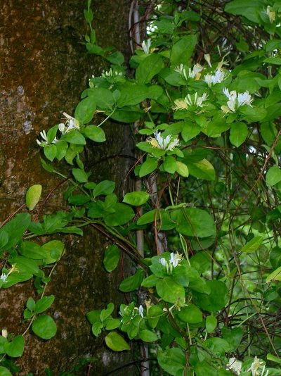 Lonicera japonica