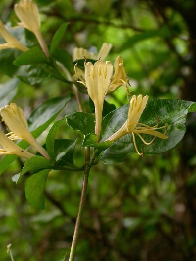 Lonicera japonica Blüte