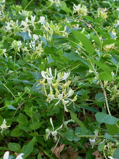Lonicera periclymenum