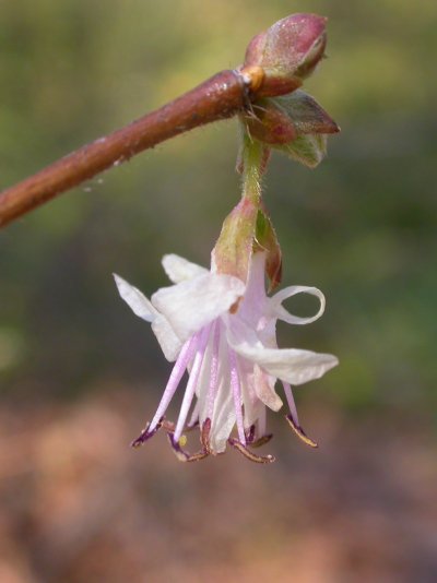 Lonicera praeflorens