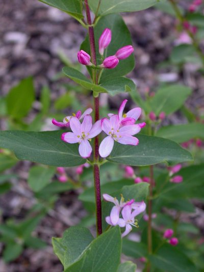 Lonicera tatarica