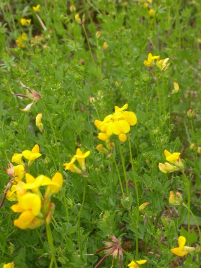 Lotus corniculatus