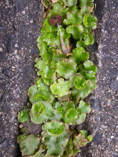 Lunularia cruciata