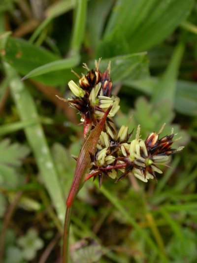 Luzula campestris