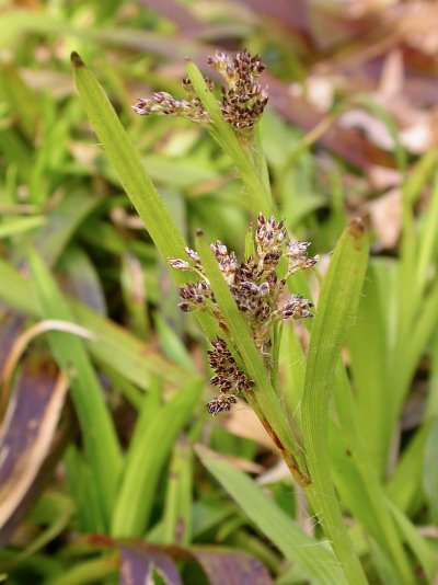 Luzula sylvatica