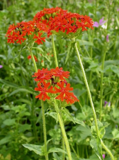 Lychnis chalcedonica