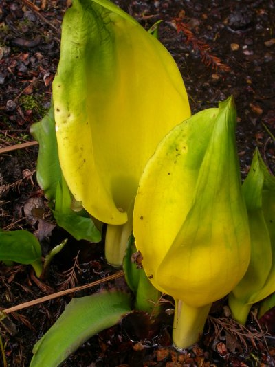 Lysichiton americanus