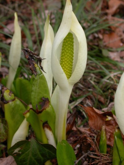 Lysichiton camtschatcensis Lysichiton camtschatcensis