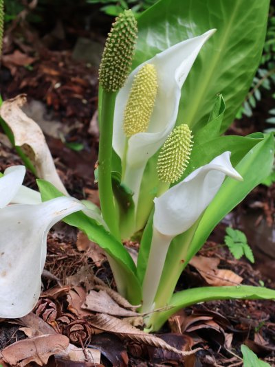 Lysichiton camtschatcensis