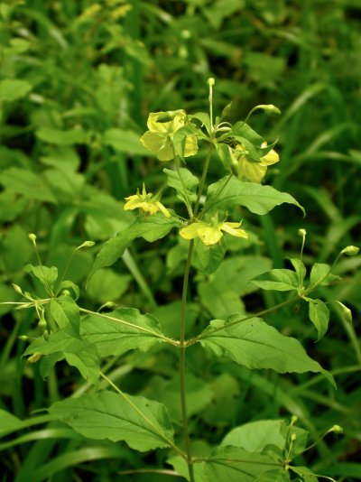 Lysimachia ciliata