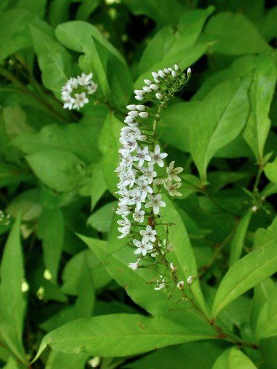 Lysimachia clethroides