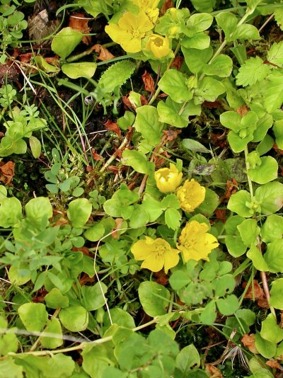 Lysimachia nummularia Lysimachia nummularia